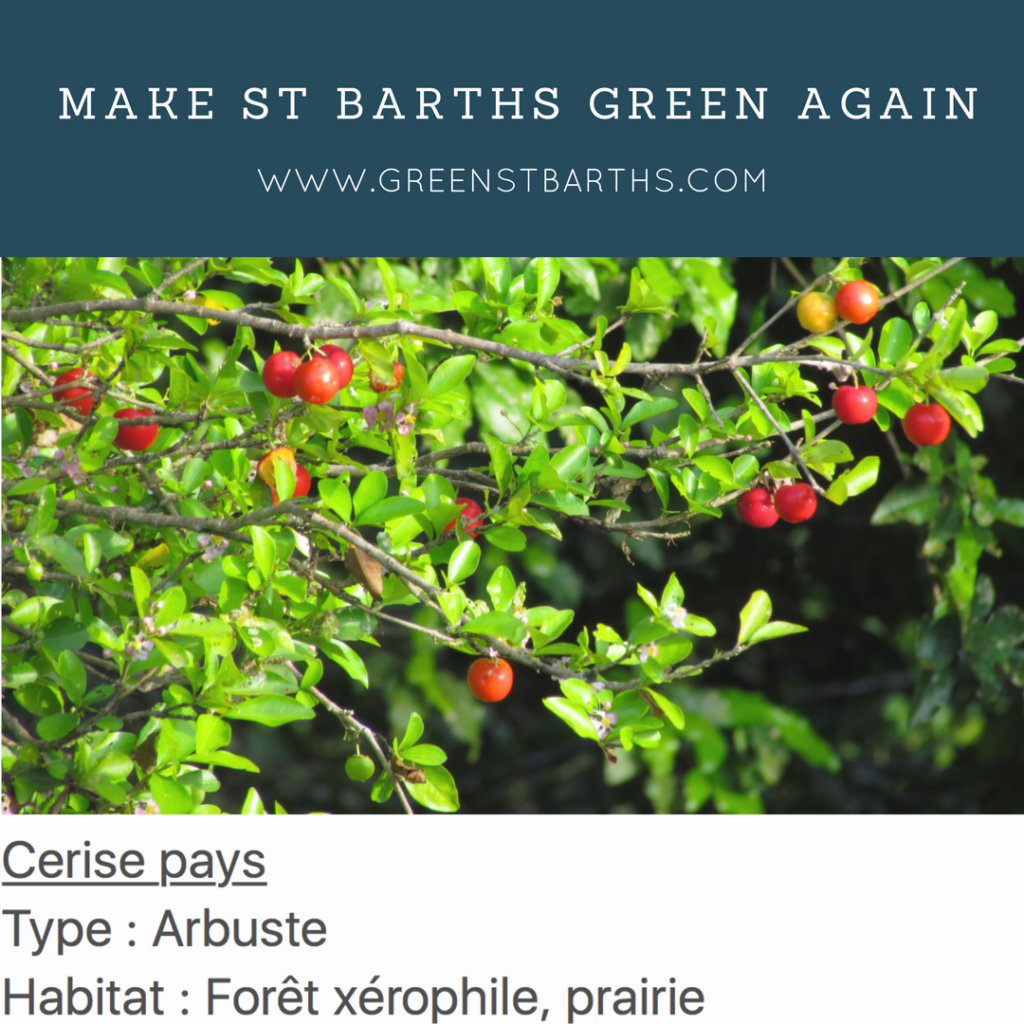 Make st barths green again plant IG